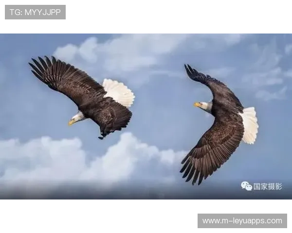 海鹰外接手状态火热，全队势头高涨，海鹰什么意思